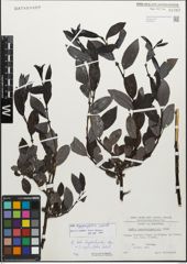 Foto von Salix myrsinifolia Salisb.